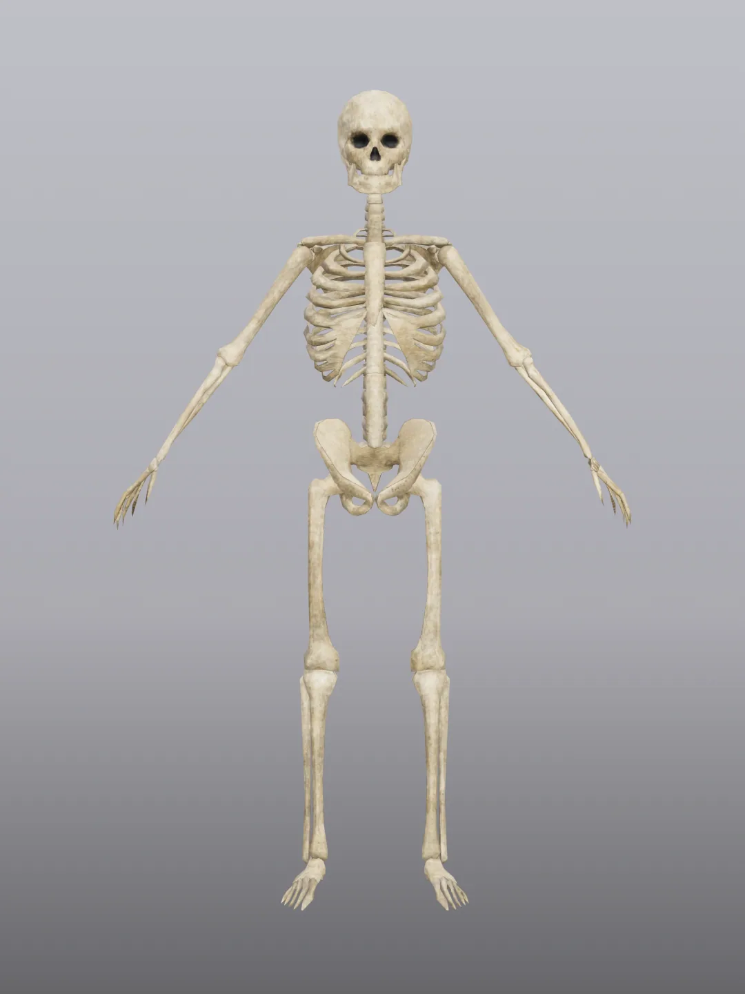 Skeleton